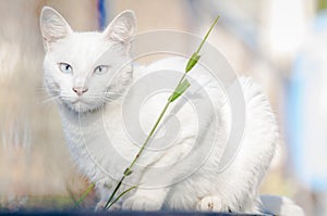 White cat with light blue eyes