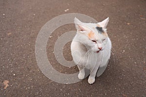 White cat with long whiskers