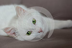 White cat looking straight to camera