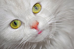 White cat looking at you