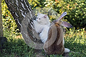 White cat and a loving rabbit