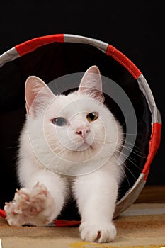 White cat is lying in a cat tunnel, and stretching out its paw.