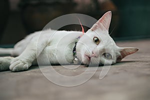 White cat lying on concrete floor looking at camera photo