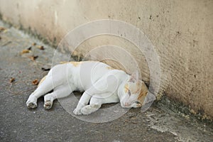 White cat lying down on ground and half looking at camera with sleepy eyes