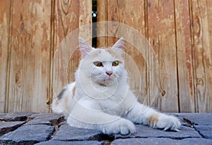 white cat is lying in front of the door and resting.sitting in the street.