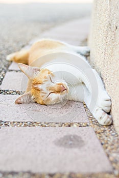 White cat lying on ground
