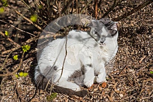 White cat lying on the ground in the spring and basking in the Sun