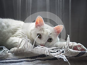 White cat lying on a linen bedspread. Looking into the lens. Defocused.