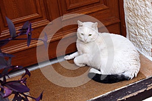 White cat lying on stairs on a rug near the door