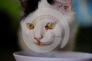 A white cat with medium long hair, like a Persian or Ragamuffin breed, licking her lips elegantly after she has finished her plate