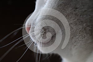 white cat mouth and nose