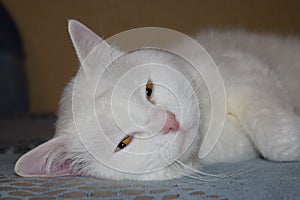 White cat Murzik