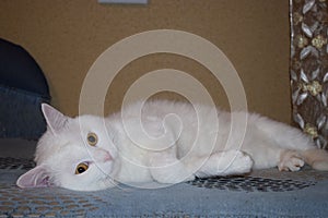 White cat Murzik