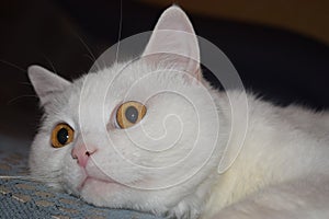 White cat Murzik
