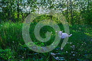 White cat on the nature among green grass