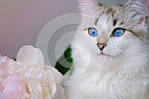 White cat near a bouquet of fresh peonies