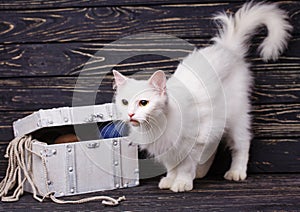 White cat near the chest with balls