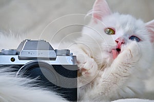 White cat next to the camera. close up. color