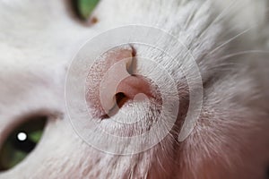 White cat nose