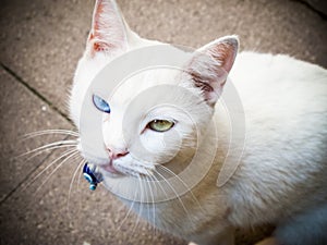 White cat, odd eyed