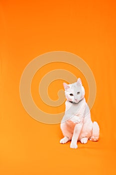 white cat on an orange background looks at the camera while raising one of its paws photo