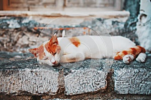 A white cat with orange spots sleeps on the stone threshold of an old house