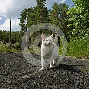 White cat outdoor