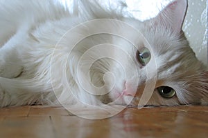 White cat on a parquet