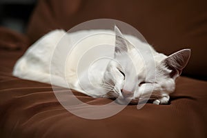 White cat peacefully resting on brown surface, eyes closed in contentment in serene indoor setting photo