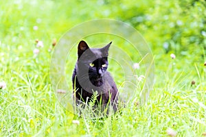 White Cat peeking through the undergrowth, ambush for hunting