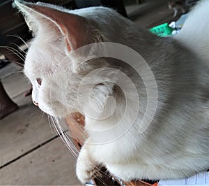 white cat photo from the side