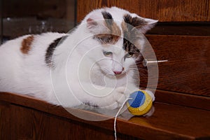 White cat playing with a ball on a rope