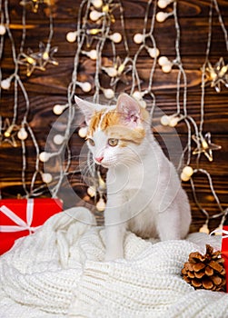White cat playing with garland and gift box under Christmas tree