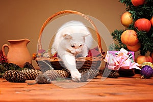 White cat playing with a plush mice