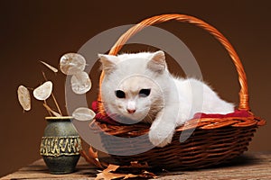 A white cat is playing and posingn photo