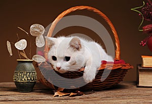 A white cat is playing and posingn photo