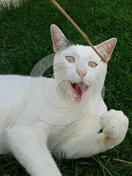 White Cat plays with stick