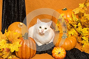 White Cat with Pumpkins and Autumn Leaves