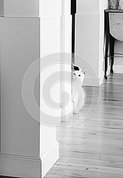 White cat questionably peeking around a corner