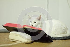 A White Cat Reading Bible