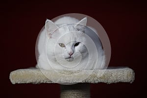 White cat on a red background photo