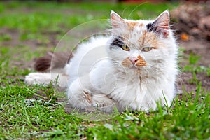 A white cat with red and black spots lies on the green grass