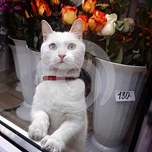 white cat in a red collar in a flower shop window