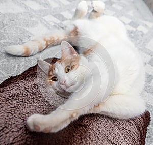 White cat with red spots