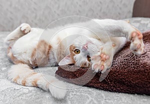 White cat with red spots