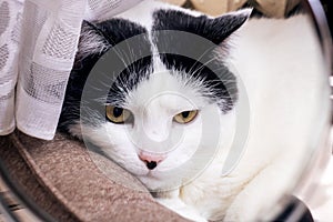 A white cat in a reflection in a mirror