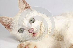 White cat is relaxed leaning and looking at the camera on an  white background.