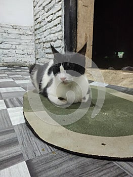 The white cat is relaxing on the doormat