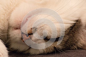 White cat relaxing on the living sofa