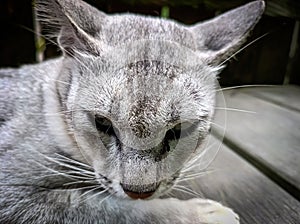 White cat is relaxing in the yard next to the house